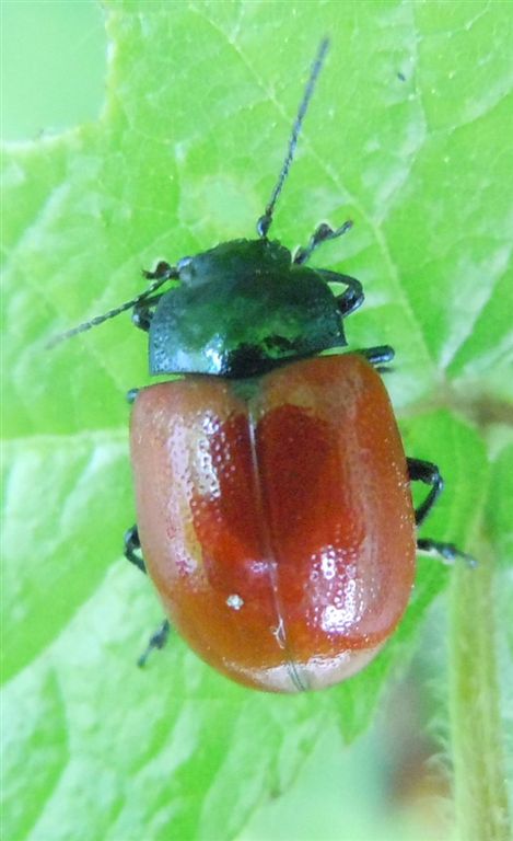 Chrysolina lutea